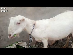 goat treatment for bloat