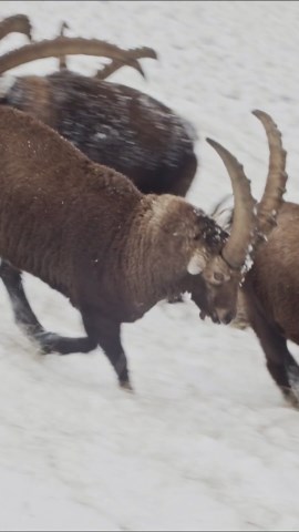 Alpine Ibex: Drone Views of Agile Mountain Goats on the French Alps.