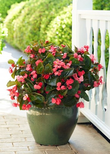 How to Grow & Care for Begonias: Expert Tips for Healthy Plants - Garden Design