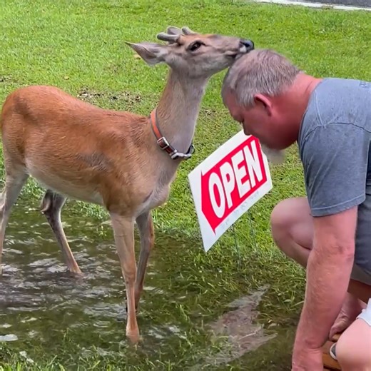 Cute interaction between deer and man 🦌👨‍🦳 | Animal Lovers