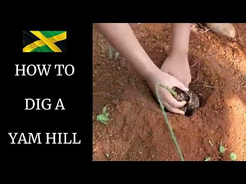 HOW TO DIG A YAM HILL ( HOW TO PLANT YAM)