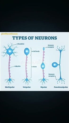 Types of Neurons: Structure, Classification, and Function#physiology #brain#cns