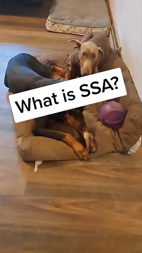 Understanding Same Sex Aggression in Dogs: Causes and Management