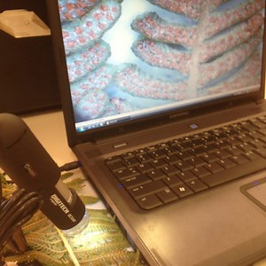 13 quick ways to integrate technology into a primary science lesson : Fizzics Education