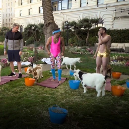 Gordon Ramsay, Gino D'Acampo & Fred Sirieix take on a spot of goat yoga in San Francisco. Watch Gordon, Gino & Fred: American Road Trip NOW on ITV Hub | ITV