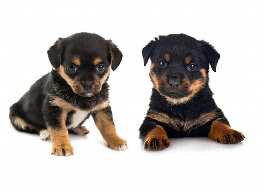 Rottweiler for Sale - Latest Pet Ads - Buy, Sell, Adopt