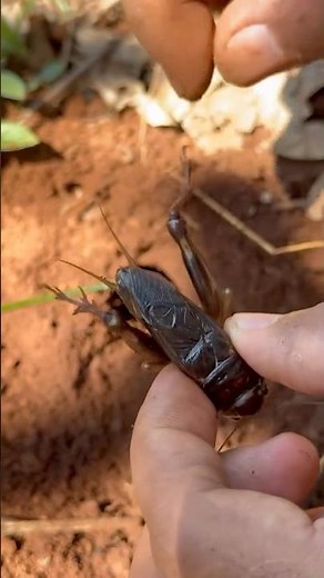 How to catch crickets without hurting them