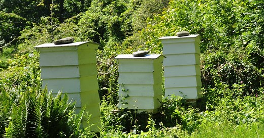 Find Beekeeping Near You