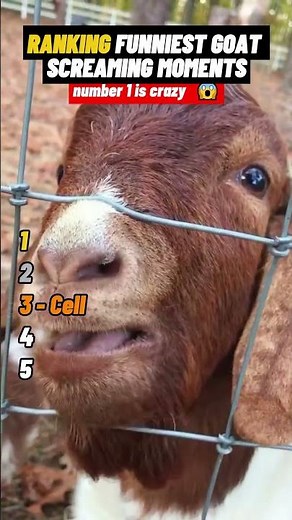 Ranking Funniest Goat Screaming Moments 🤪🐐