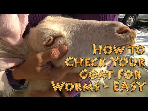 How to Check Your Goat For Worms EASY Method - check goats for worms
