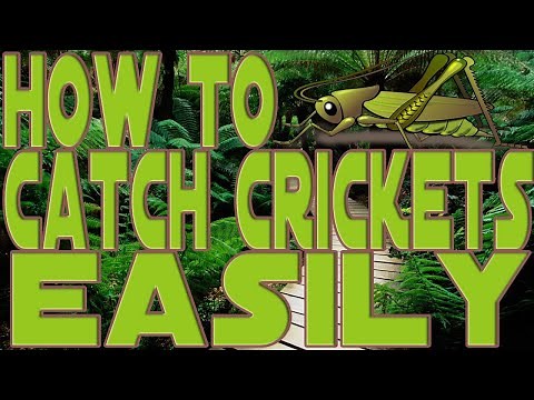 HOW TO CATCH CRICKETS EASILY