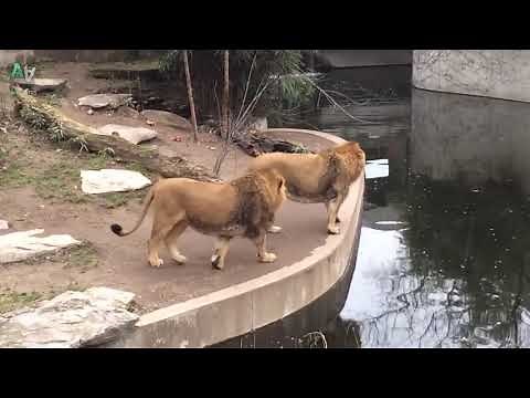 Funny Animal Fail Compilation 2018 - Animals Falling Over [PART 2]