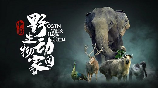 CGTN's 8K 'Wildlife Haven: China' reveals China's amazing biodiversity