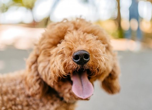 30 'Hypoallergenic' Dogs That Don’t Shed a Lot