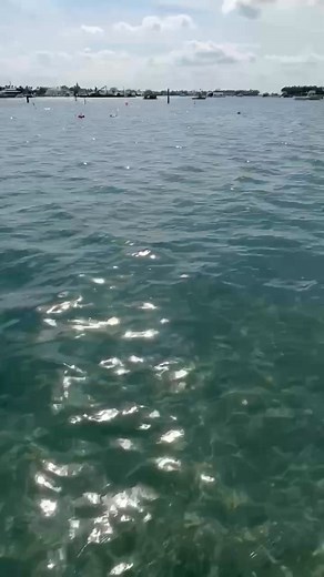 Blue Heron Bridge Dive Club on Reels