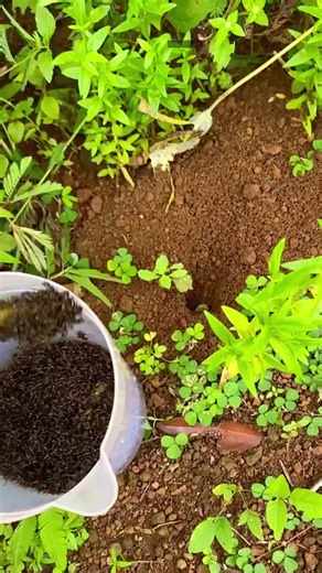 Mastering the Art of Catching Crickets: A Step-by-Step Guide