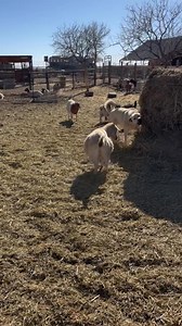 All goods and services are taxed in the state of New Mexico!! #goats #goatscaping #goatgrazing #grazinggoats #contractgrazing #contractgoatgrazing #targetedgrazing #targetedgoatgrazing #grazingsystems #prescibedgrazing #prescribedgoatgrazing #systemsgrazing #rentagoat #yardmaintenance #weedremoval #firefuelreductionw #brushremoval #thegoatguy #goatguy #newmexico #bosque #newmexico #cowboymax | Galloping Goat Pumpkin Patch