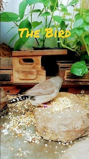 Bird is the word song - Surfin Bird