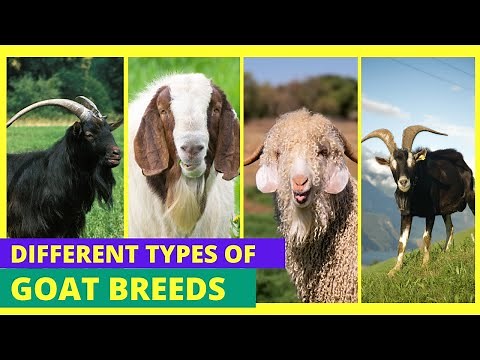 Different Types of Goats Unveiled: Explore the World of Goat Breeds