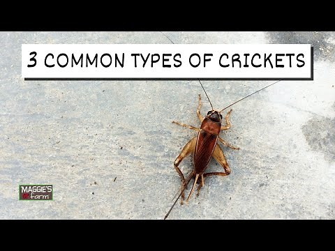 3 Common Types of Crickets