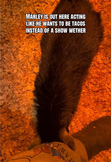 How to Train Goats for Better Attention Seeking Behavior