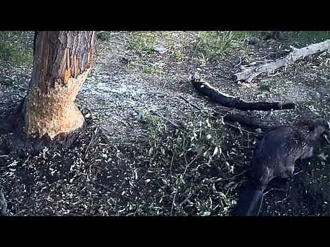 The Return of California's Golden Beaver