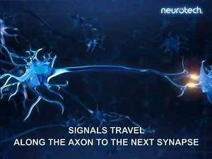 Basics 6: Synapses (neurotech)