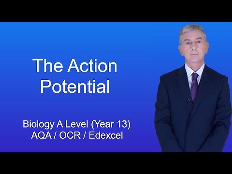 A Level Biology Revision (Year 13) "The Action Potential and the All-or-Nothing Principle"