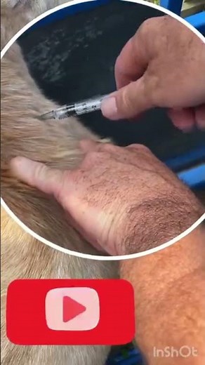 Intramuscular injection l IM injection l Goat l How to give Intramuscular injection in goat