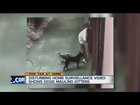 Disturbing video shows dog attack on kitten