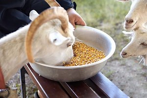 12 Best Feeds for Dairy Goats | Buyers’ Guide