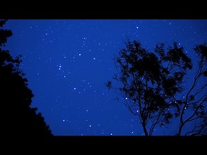 Cricket Sounds for Sleeping - Soothing Summer Night for Relax, Focus, Stress Relief