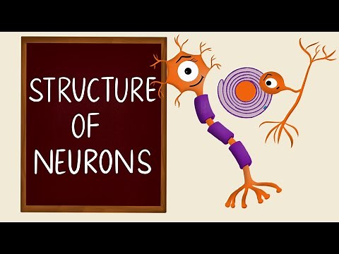 Structure of Neurons | Types of Neurons | Nervous Tissue | Neurology | Nerve Muscle Physiology