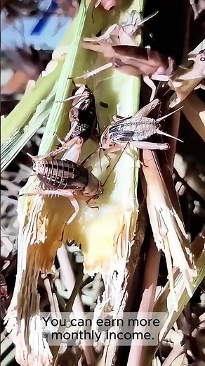 Effective Cricket Farming Smart Cage Placement Explained Part 2! #shorts #cricket #cricketfarm #farm