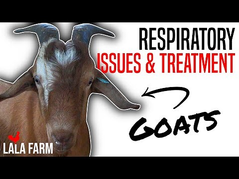 RESPIRATORY PROBLEMS IN GOATS: ISSUES AND TREATMENT