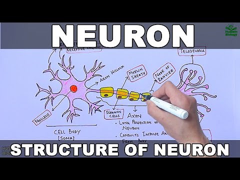 Neuron | Nerve Cell