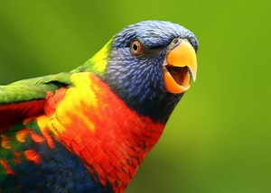 26 of the Most Colorful Birds on the Planet (And Where to Find Them) | JustBirding