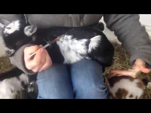 How to give a baby goat a sub-Q shot - subcutaneous