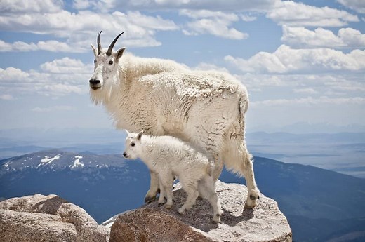 What Do Mountain Goats Eat? Their Diet Explained.