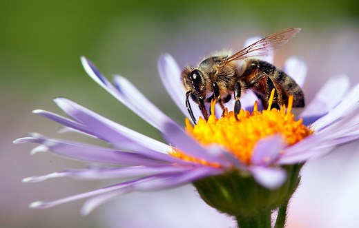 Why bees are essential to people and planet