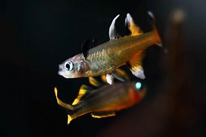 Pacific Blue Eye Rainbowfish - Pseudomugil signifer Fish Profile & Care Guide