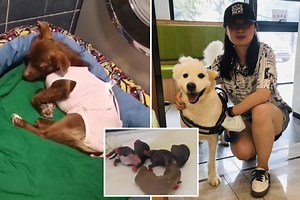 Inside China’s dog meat trade where animals are beaten, boiled & burned alive