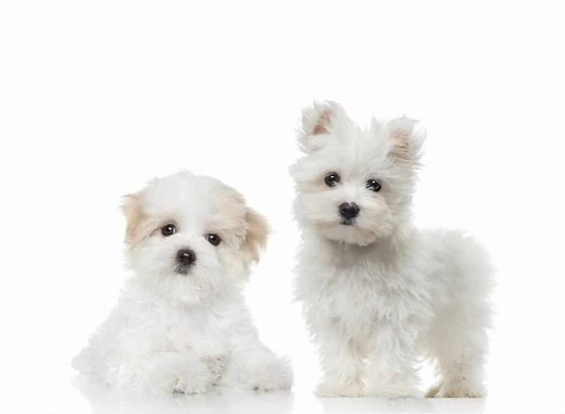 Maltese Puppies for Sale Near Me | Maltese for Sale | Petclassifieds.com - petclassifieds