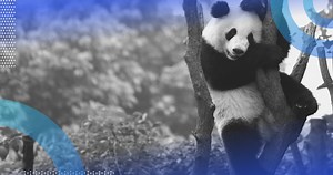 What Is Pandas? (Definition, Features, Tutorial) | Built In