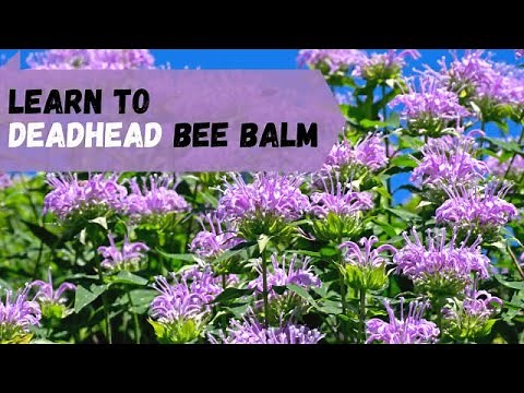 How To Deadhead Bee Balm (Monarda)