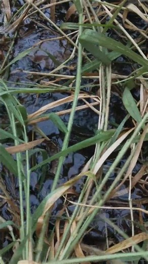 ยามเบ็ดตอนเช้ากาฬสินธุ์