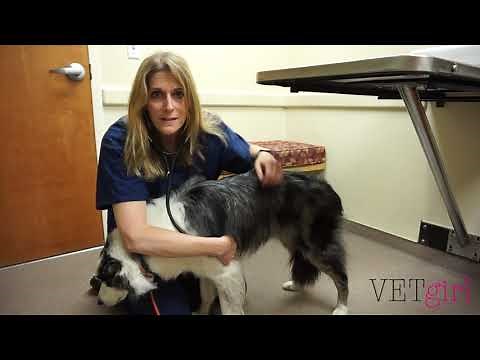 VETgirl Video | How to perform a physical exam