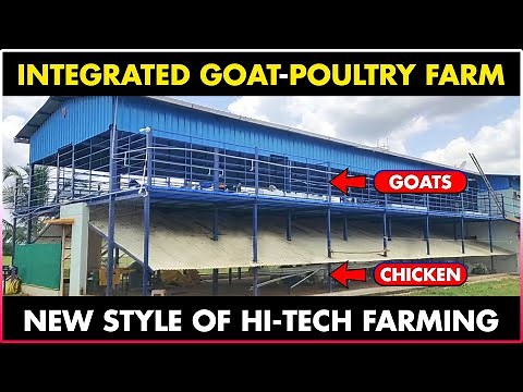Integrated Goat and Chicken Farming | Poultry Farming and Goat Farming Together - Integrated Farming