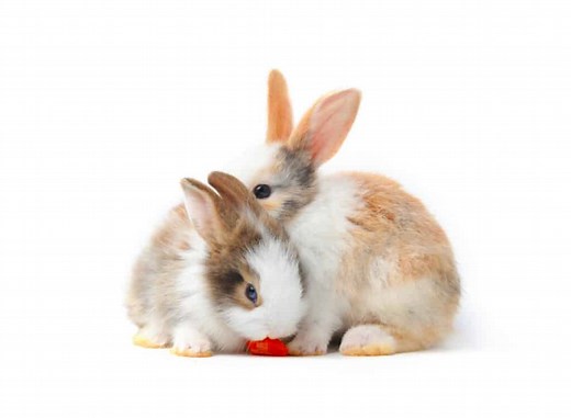Rabbits for Sale near me %%sep%% Bunnies for Sale %%page%% %%sep%% %%sitename%% - petclassifieds