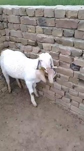 Goat bloat desi solution❤️ | Rao Sahab Cattles Free Advice